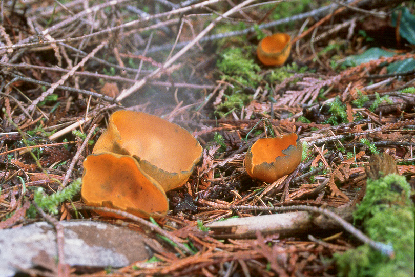 Caloscypha fulgens